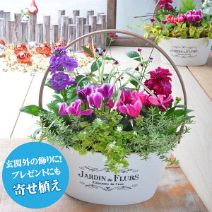 300円クーポン配布中【予約品 11月下旬より順次発送】 ガーデンシクラメンの寄せ植え バスケット 玄関 店舗前の花飾りに プレゼントやギフトにもおすすめ 鉢花 花苗 今月の花 季節の寄せ植え