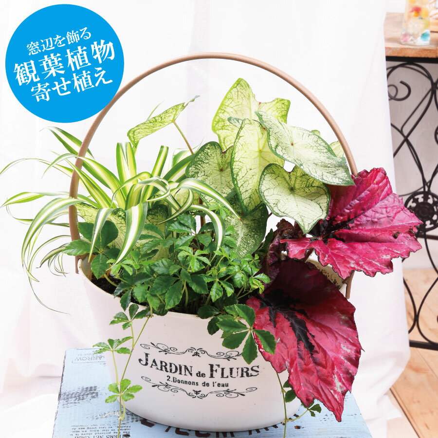 観葉植物 おしゃれ 寄せ植え バスケットまたはブーケポット ギフト プレゼント 室内に飾る 植物 シュガーバイン オリヅルラン等のサムネイル