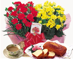 豪華な2鉢セットカーネーション鉢植え＋＜br＞リーガースベコニア鉢植えセットチーズケーキセット