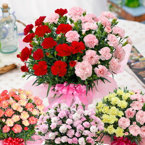 母の日 プレゼント カーネーション 花 ギフト 鉢植え 大きなカーネーション鉢植えギフト 2色咲き6号鉢サイズ