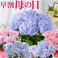 母の日 早割 プレゼント アジサイ 花 ギフト 鉢植え あじさい 紫陽花 万華鏡 ケイコピンク ケイコブルー ピンキーリング パープルリング 銀河 プレミアムセレクション 特典付き