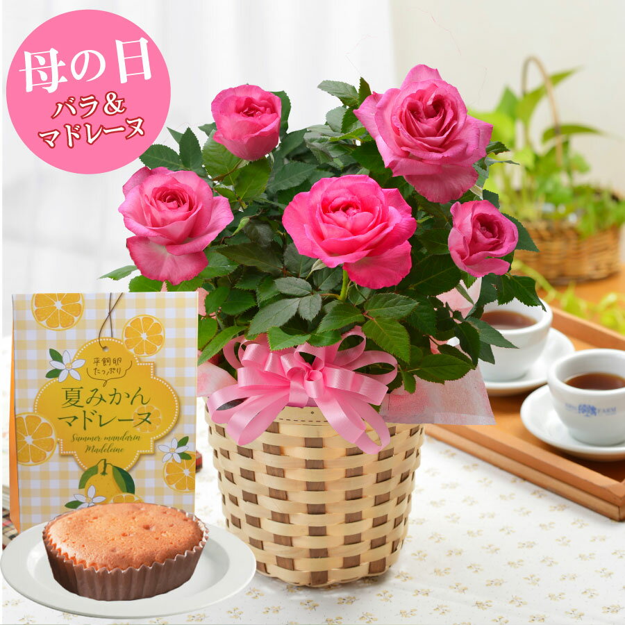 母の日 プレゼント バラ の鉢植えとマドレーヌ 花とスイーツピンク系 薔薇 4号鉢のサムネイル