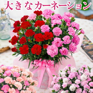 早割 母の日 プレゼント 大きな カーネーション 2023 花 ギフト 鉢植え 2色咲き 6号鉢サイズ