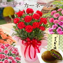 早割 母の 日 プレゼント ギフト 花色おまかせカーネー ションと抹茶どら焼きのセット 4号鉢植え 2025 スイーツ 特典付き母の日限定