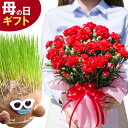 母の日 カーネーション 赤と育てる芝人形ちゃっぷんのび太郎の花とのセット！育てる楽しみもお届け