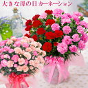 鉢 母の日ギフト プレゼント 大きな カーネーション 2024 花 ギフト 鉢植え 2色咲きカーネーション 6号鉢サイズ