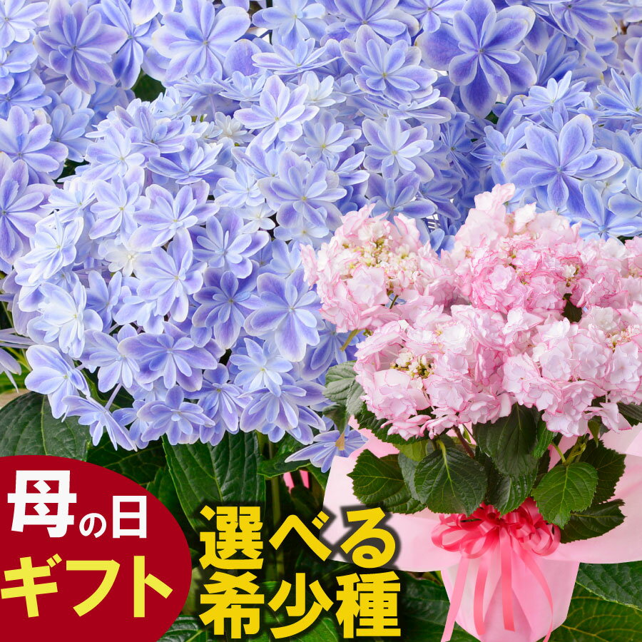 遅れてゴメンね 母の日 プレゼント 珍しい アジサイ 花 ギフト 鉢植え あじさい 紫陽花 選べる 万華鏡 ケイコピンク ケイコブルー ピンキーリング パープルリング 銀河 ユリカ さかもと園芸 プレミアムセレクション 特典付き