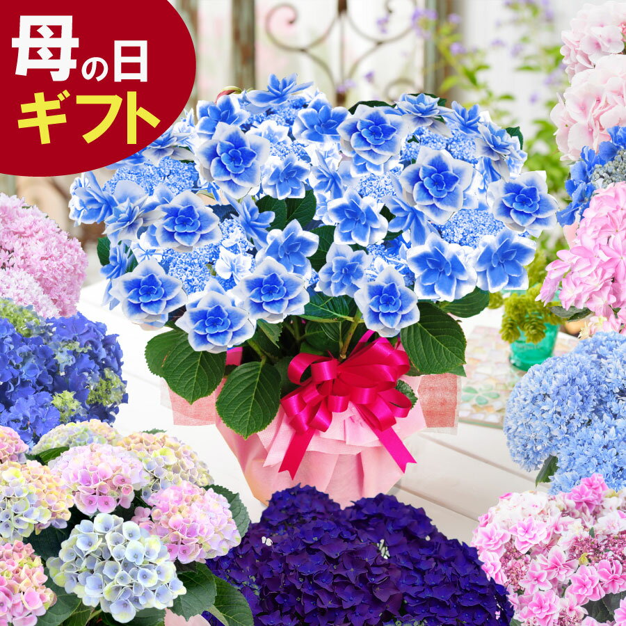 最短出荷対応中 母の日 アジサイなど季節の鉢花 鉢植え プレゼント 花 ギフト 紫陽花 あじさい 2024年