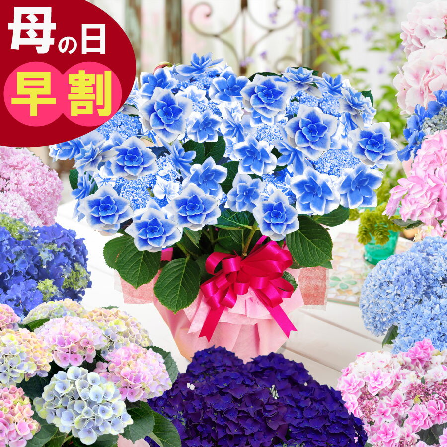 早割 母の日 【先着200円OFFクーポン】 アジサイ 鉢植え プレゼント 花 ギフト 紫陽花 あじさい 2024年