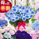 商品写真：早割 母の日 【100円OFFクーポン】 アジサイ 鉢植え プレゼント 花 ギフト 紫陽花 あじさい 2024年