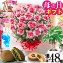【まだ間に合う】 母の日 年間1位10度受賞 カーネーション 花色選べる プレゼント 2025 鉢植え 5号 ギフト 選べる特典 お菓子 観葉植物 パキラ スイ...