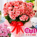 【まだ間に合う】 母の日 2025 花 ギフト プレゼント 鉢植え リーガースベゴニア 花色選べる 吉本花城園