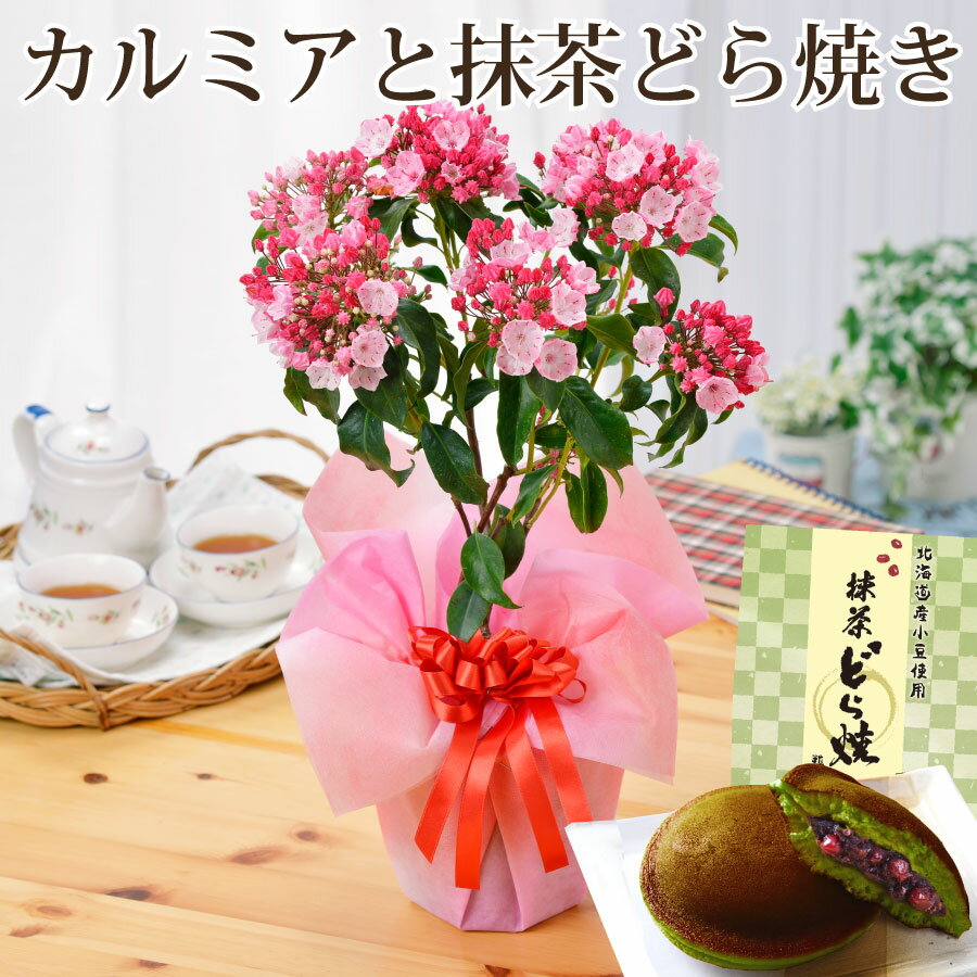 花とどら焼きのセット まだ間に合う地域限定 母の日 花 プレゼント ギフト カルミア鉢植えとどら焼きのセット