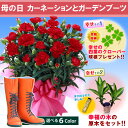 母の日【送料無料】ガーデニング好きのお母さんにお花と長靴のプレゼント!【母の日ギフト】赤カーネーション鉢植えと選べるガーデンブーツセット