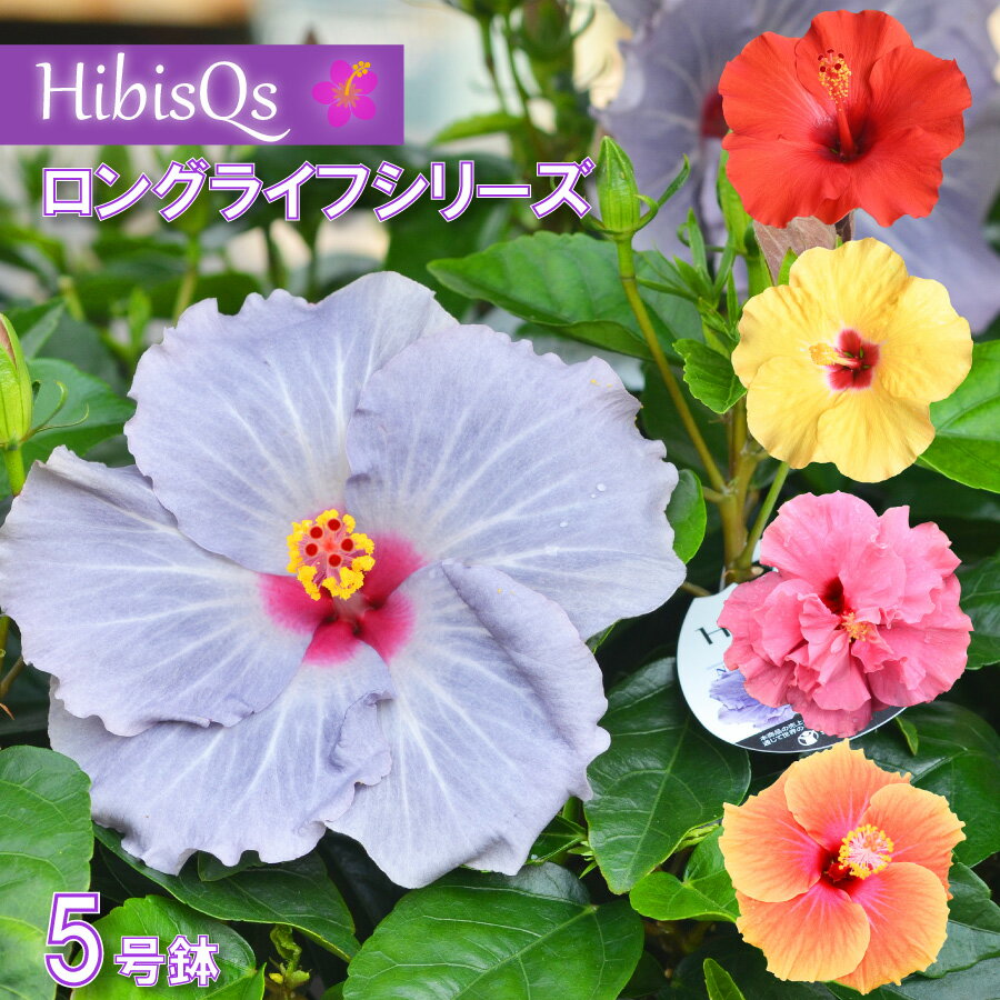 楽天市場】鉢花（種類（植物）ハイビスカス）（花・観葉植物｜花