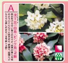 春を告げる香りのよい花です。鉢植庭植えどちらでもお楽しみいただけます。花の会1月商品【a】...