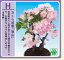 最近人気の桜の盆栽です。0330アップ祭2花の会3月商品【h】さくら盆栽