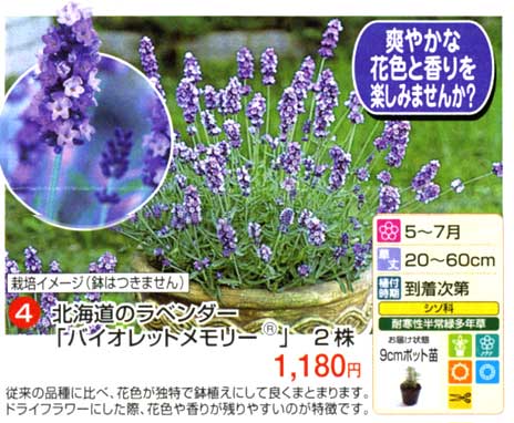 爽やかな花色と香りを楽しみませんか？【4】北海道のラベンダー「バイオレットメモリー」　2株