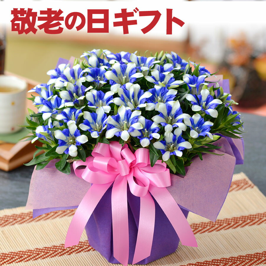 まだ間に合う 敬老の日 花 リンドウ 選べる花色 心美 白寿 舞 プレゼント ギフト 鉢花 鉢植え リンドウ 生花 孫から おじいちゃん おばあちゃんへ 80代 70代 祖母 祖父のサムネイル
