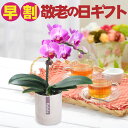 早割 敬老の日 ギフト 花 ミニ胡蝶蘭ピンク系 上品で可憐なミニコチョウランを感謝の気持ちを込めてプレゼント