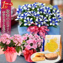 敬老の日 プレゼント 鉢花と夏みかんマドレーヌセット におい...