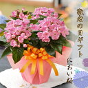 遅れてゴメンね 敬老の日 プレゼント ギフト におい桜 かおり桜 鉢花 鉢植え 生花 孫からおじいちゃん おばあちゃんへ