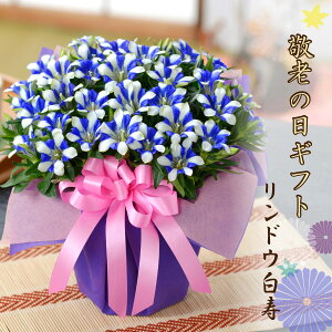 敬老の日 プレゼント ギフト リンドウ白寿 鉢花 鉢植え リンドウ 生花 孫からおじいちゃん おばあちゃんへ