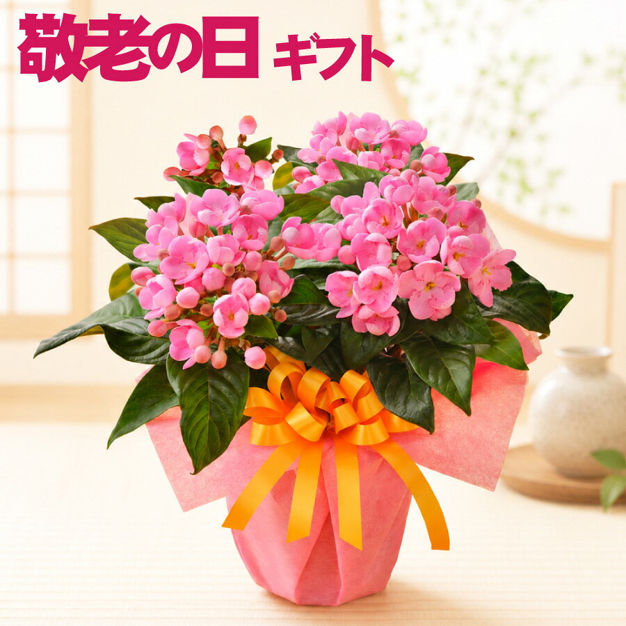 まだ間に合う地域限定 P5倍 敬老の日 ギフト におい桜 5号鉢 かおり桜 鉢花 鉢植え 生花 花 プレゼント 孫から ラッピング付き 吉本花城園早割終了