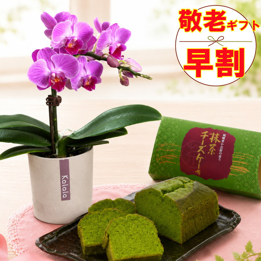 【P5倍エントリーで】 早割 敬老の日 ギフト ピンク系ミニ胡蝶蘭 鉢植え 抹茶チーズケーキ セット 一部地域 送料無料 花 スイーツ 祖母 祖父 プレゼント 孫から 吉本花城園