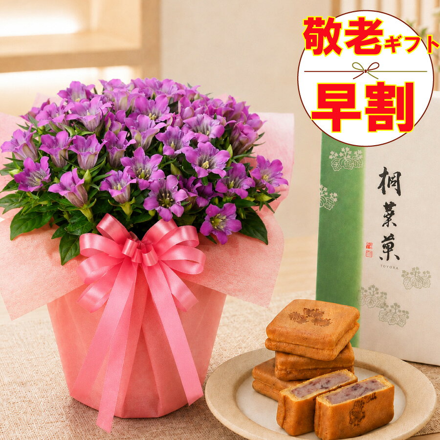 早割 敬老の日 ギフト リンドウ ピンク系 心美舞 4.5号鉢植え 広島銘菓 和菓子 桐...