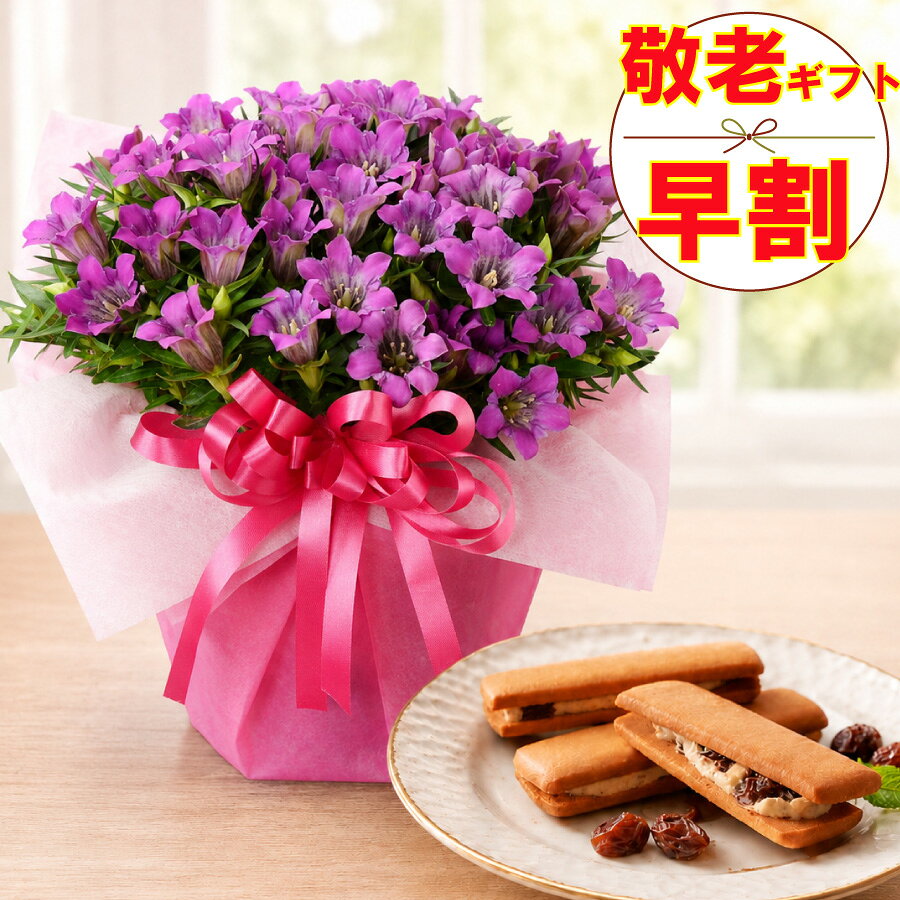 【P5倍エントリーで】 早割 敬老の日 ギフト リンドウ ピンク系 心美舞 4.5号鉢植え ホテルオークラバターサンド セット 送料無料 花 スイーツ 祖母 祖父 プレゼント 孫から 吉本花城園