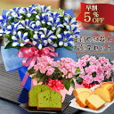 敬老の日 ギフト プレゼント 選べる季節の鉢花 リンドウ白寿...