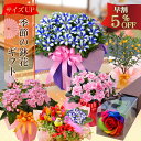 敬老の日ギフト 季節の鉢花 におい桜 リンドウ白寿 アザレア...