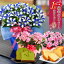 敬老の日 ギフト 選べる季節の鉢花 リンドウ白寿 におい桜 アザレア や花とスイーツのセットも選べる敬老の日のプレゼント