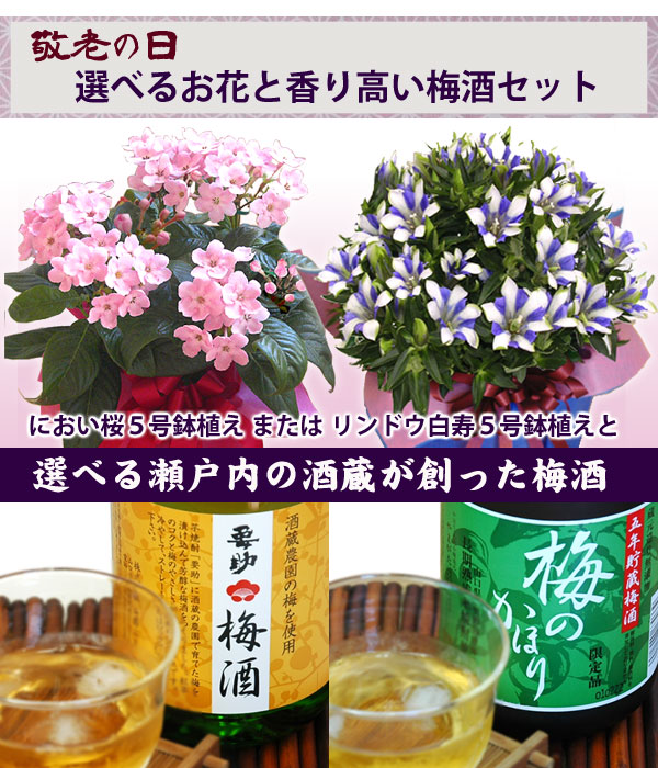 【送料無料】瀬戸内の酒蔵が創った梅酒とお花のセットです。【敬老の日ギフト】選べる季節の鉢花(におい桜かリンドウ白寿)と選べる瀬戸内の梅酒セット