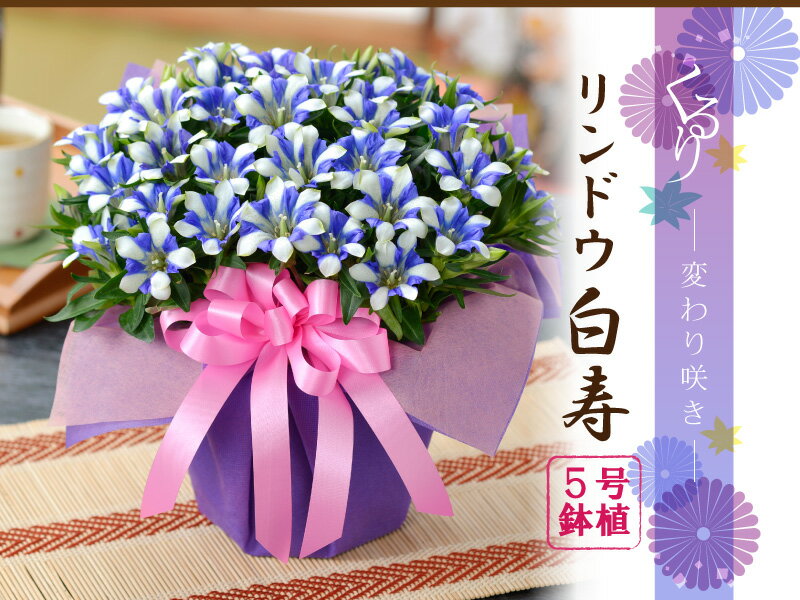 敬老の日 早割 プレゼント フラワーギフト リンドウ白寿 鉢花 鉢植え リンドウ 白寿