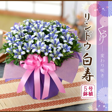 選べる季節の鉢花＆花かごギフト　送料無料「リンドウ白寿」「におい桜」「デンマークカクタス」「ベゴニアラブミー」「胡蝶蘭」「ハロウィン花かご」など【誕生日ギフト・結婚祝い・結婚記念日・新築お祝い・記念樹・記念品】