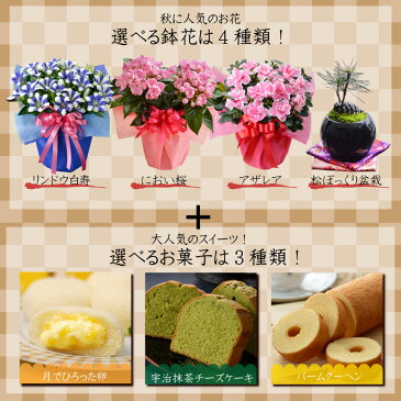 【敬老の日 ギフト プレゼント】送料無料 選べる季節の鉢花リンドウ、におい桜、松ぼっくり盆栽、アザレアと選べるスイーツセット　バウムクーヘン、抹茶ケーキ、月でひろった卵　敬老の日のプレゼント