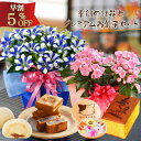 早割 敬老の日ギフト 季節の鉢花とプレミアムスイーツセット ...