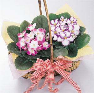 かわいい愛の花2鉢セット【敬老の日専用ギフト】セントポーリア2鉢花かごセット
