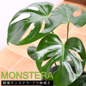 観葉植物 モンステラ 鉢植え 7号鉢 高さ50～60cm 受け皿セット ギフトやプレゼントにも 鉢色選べる お中元 開店祝い 開業祝い 移転お祝い