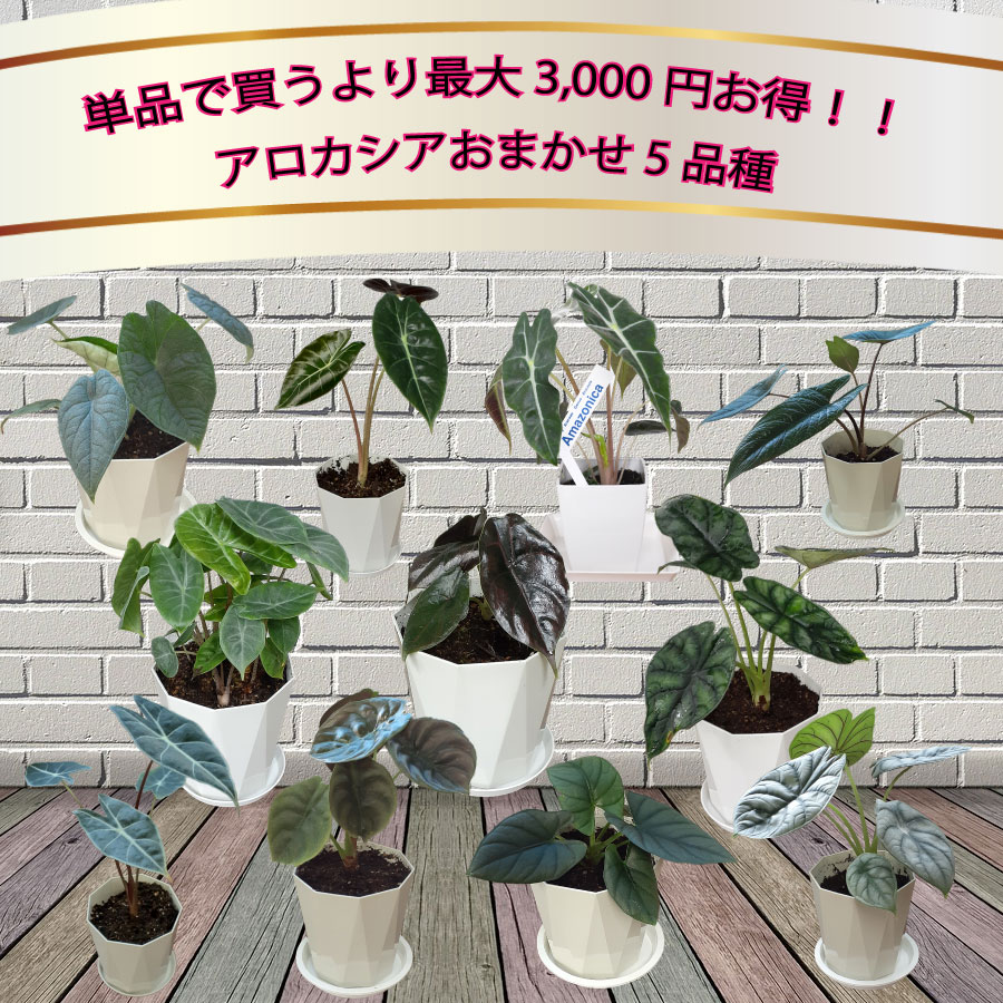 全13品種 超お得セット！送料無料 アロカシア 5品種 おまかせセット アローカシア 観葉植物 珍しい品種 希少 4号 鉢植え 美しい葉を楽しむタイプ アマゾニカ メロ クプレア スカルプラム シルバードラゴン パープルプリンス ロンギロバ ワトソニアナ