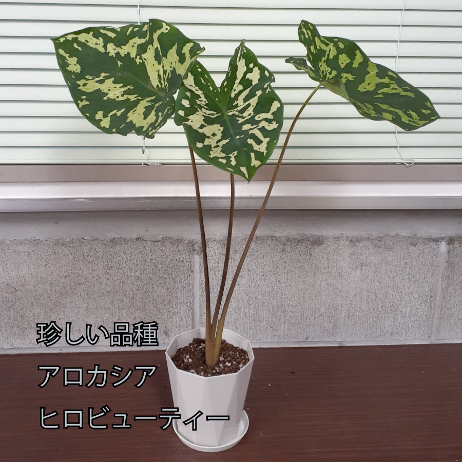 アロカシア ヒロビューティー 観葉植物 珍しい品種 希少 4号 鉢植え アローカシア 美しい葉を楽しむタイプ