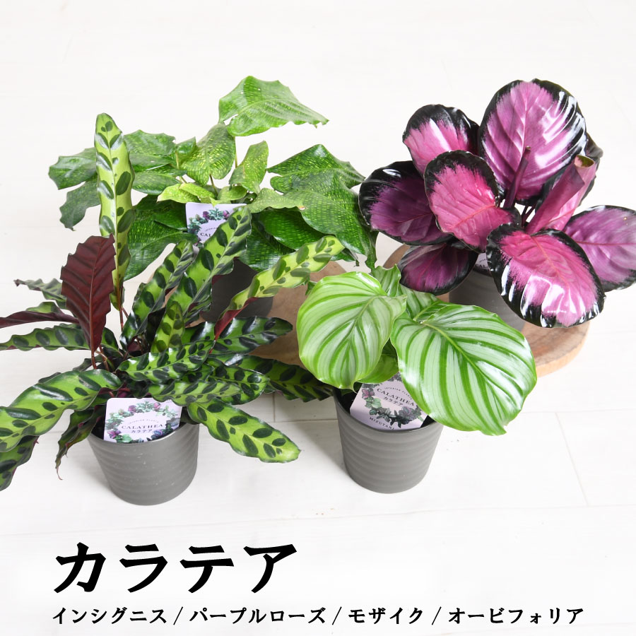 カラテア 人気上昇中の観葉植物 インシグニス パープルローズ モザイク ムサイカ オルビフォリア おしゃれな模様が人気のサムネイル
