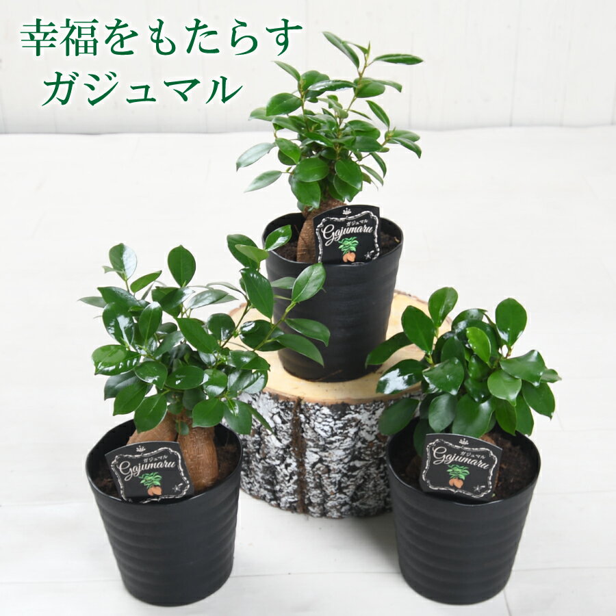 ガジュマルプラスチック鉢5号おしゃ...