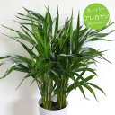 【セール品】 観葉植物 スーパーアレカヤシ 6号鉢 インテリア ギフトやプレゼントにも 育てやすい アレカヤシ 開店祝い 開業祝い 移転お祝い
