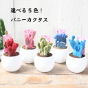 カラフル バニーカクタス サボテン 人気の 多肉植物 かわいい 観葉植物 誕生日 ミニギフト プレゼント
