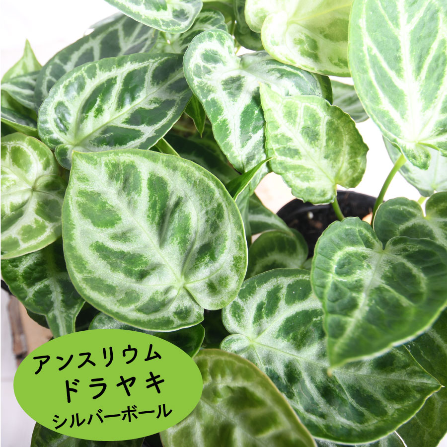 アンスリュームドラヤキシルバーボー...