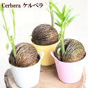 ケルベラ ケレベラ 観葉植物 3.5号 かわいい おしゃれな 変わった 植物 常緑高木