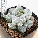 ハオルチア モンロー 2.5号硬質プラ鉢 多肉植物 観葉植物